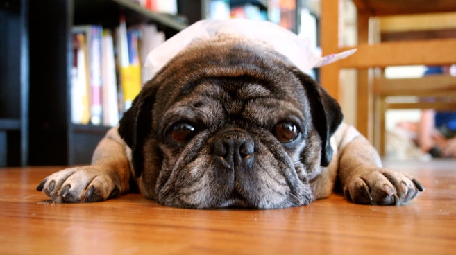 Jak zadbać o psa seniora?