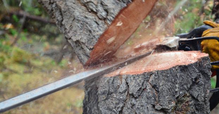 Kto wyciął drzewo?