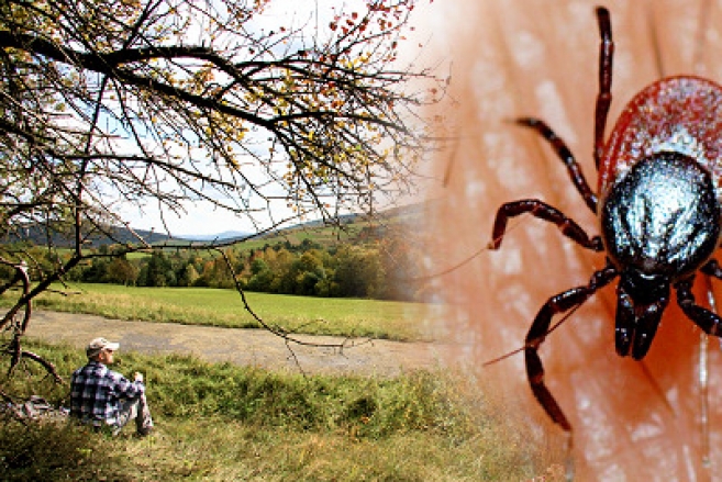 Pogotowie kleszczowe dla całej rodziny