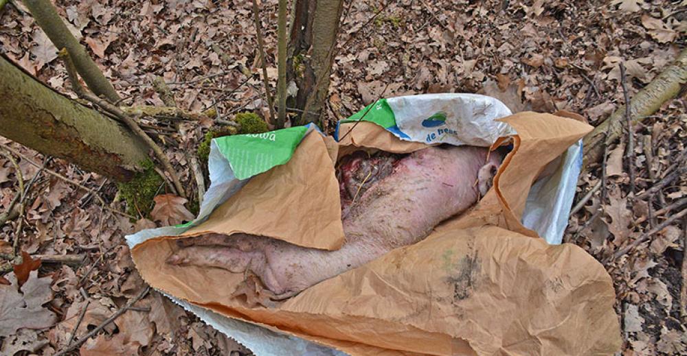 Martwe prosięta porzucone w lesie