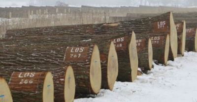 29. Międzynarodowa Aukcja Cennego Drewna Dębowego