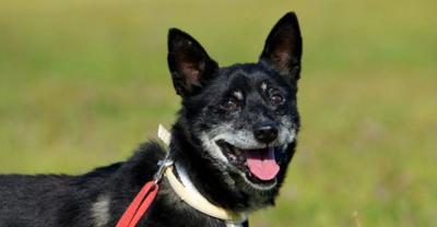 Karol - dojrzały pies o mądrym spojrzeniu. Czy zostaniesz jego przyjacielem na starość?[gallery]