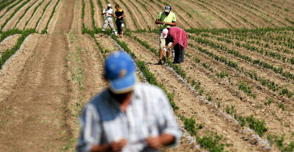 Szacują straty klęski suszy