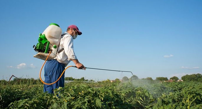 Środki chemiczne skutecznie zwalczają mszyce