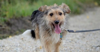 Młodziutki i zacofany Chester[gallery]