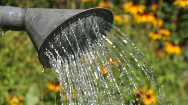 Podlewanie konewką to pyszna zabawa, ale większym roślinom to nie wystarczy