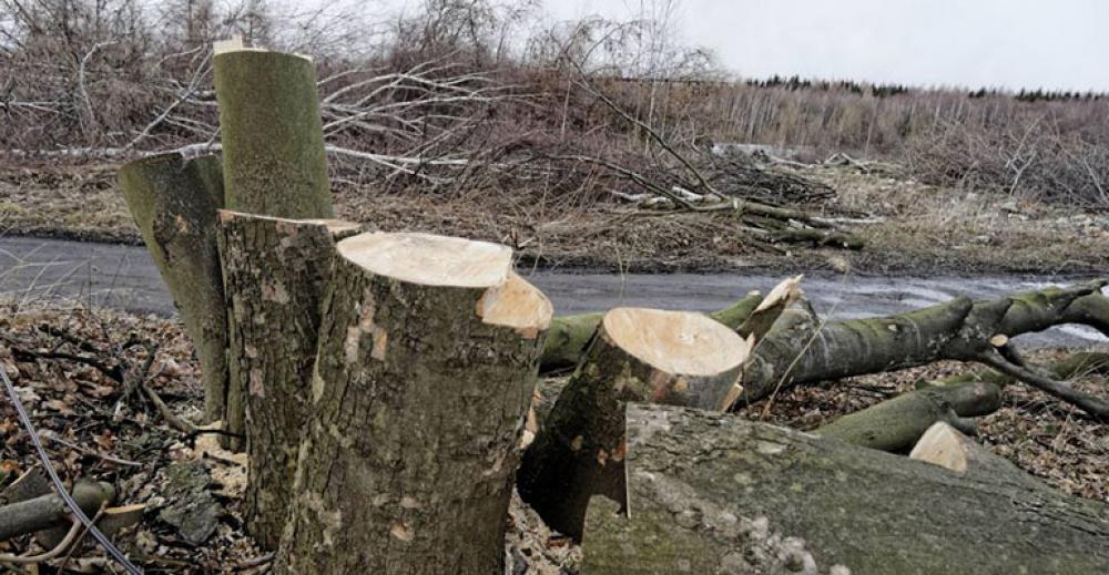 Usunięto już skutki orkanu „Ksawery”