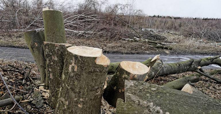 Usunięto już skutki orkanu „Ksawery”