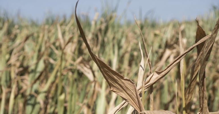 Susza rolnicza w 10 województwach