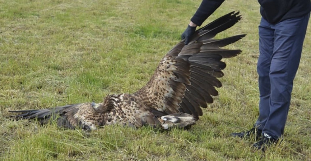 Martwe ptaki na polu