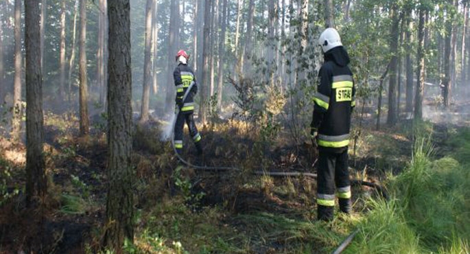 Ogień w lesie