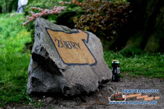 Bo za rogiem kryje się żubr