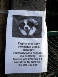 Zaginął piesek!