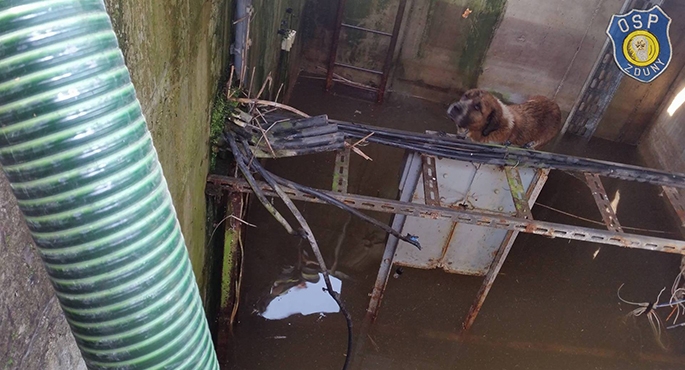 Strażacy uratowali psa