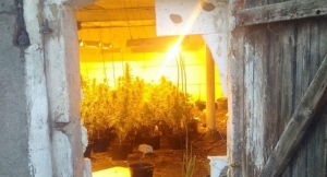 Uprawa w chlewni[gallery]