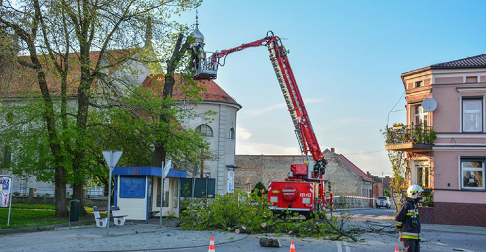 Usuwali spróchniałe drzewo