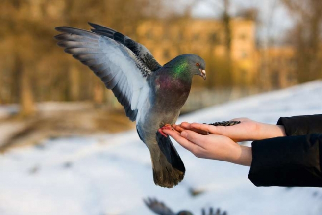 Niebezpieczne gołębie