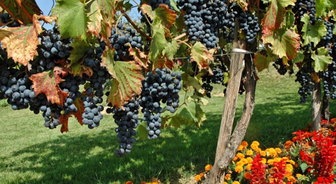 Sierpień w ogrodzie