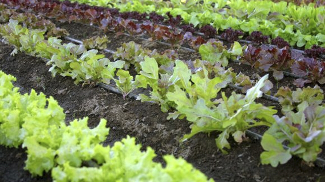 Kto skosztował pomidorów prosto z kraczka, już wie, że warto je uprawiać