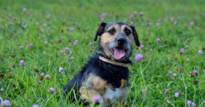 Wesoły Czaki potrzebuje miłości![gallery]