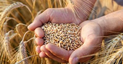 W 2018 r. spadł eksport pszenicy
