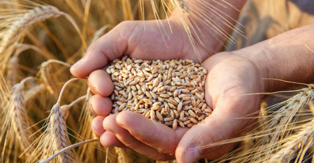 W 2018 r. spadł eksport pszenicy