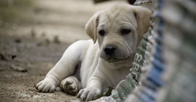 Gdzie zgłosić błąkające się w okolicy zwierzę?