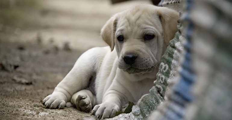 Gdzie zgłosić błąkające się w okolicy zwierzę?