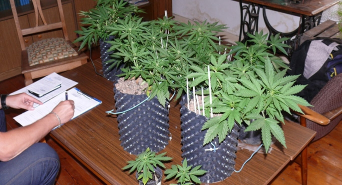 Miłośnicy marihuany wpadli z narkotykami