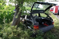 Wylądował na drzewie