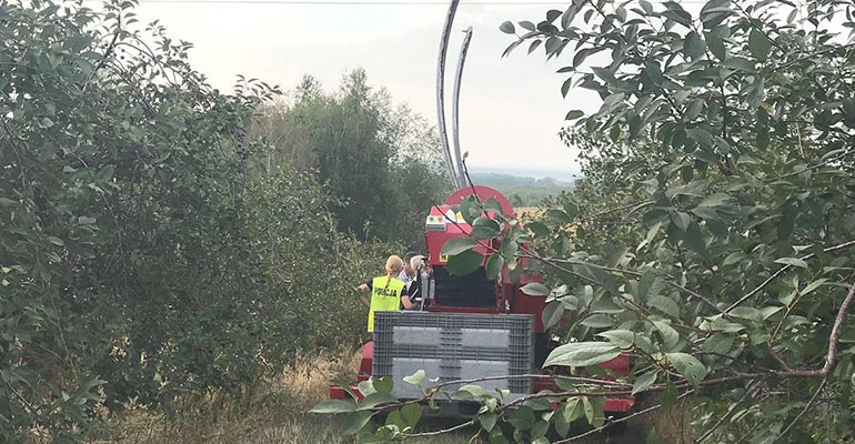 Tragiczny wypadek w wiśniowym sadzie