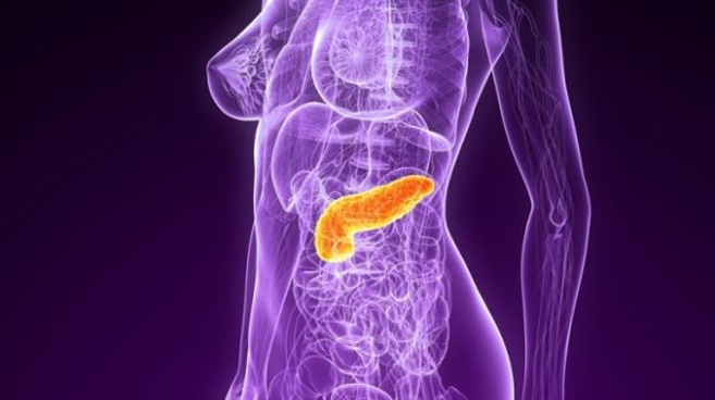 Do czego służy trzustka?