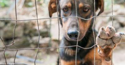 90 tys. zł na bezdomne psy