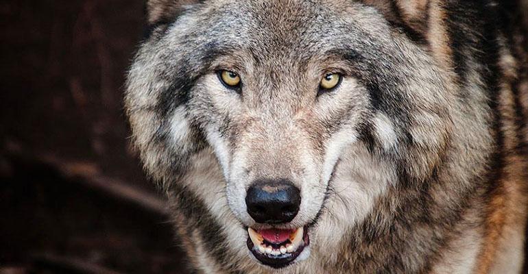 Wilki w naszej okolicy