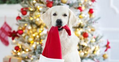 Prezent pod choinkę dla zwierzaka