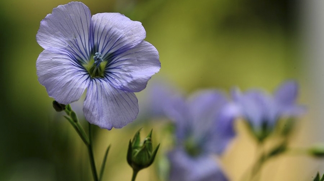 Ludzie uprawiając len przez tysiące lat nauczyli się wykorzystywać niemal każdą jego część