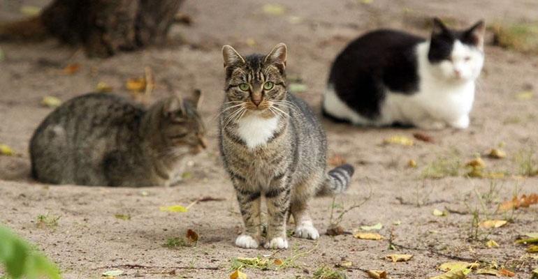 Akcja dokarmiania kotów