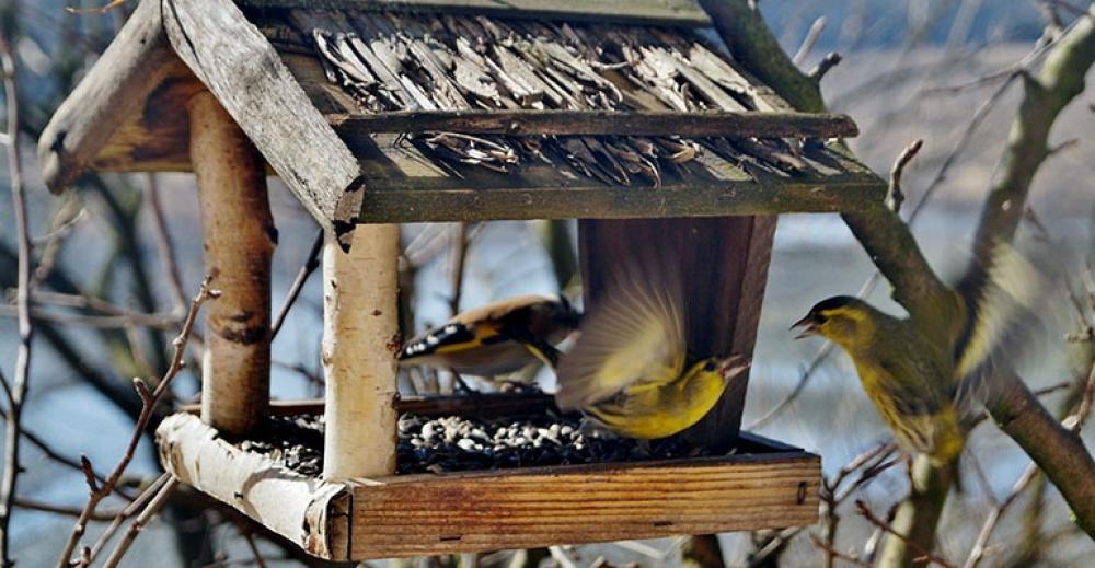 Dokarmiasz cały ten ptasi drobiazg – rób to systematycznie