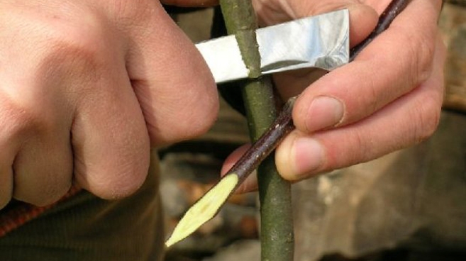 Szczepimy nowe i przeszczepiamy stare