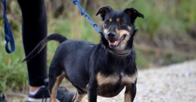 Baster znaleziony na ulicy czeka na odpowiedzialnych ludzi :)