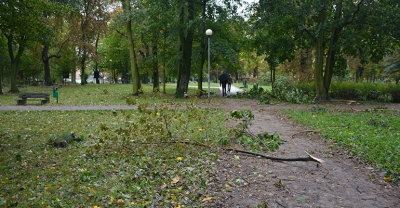 Szukają firmy, która zadba o zieleń