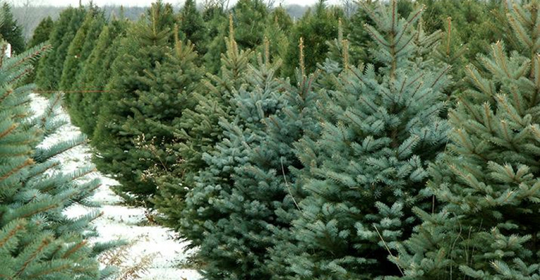 Świąteczne drzewka