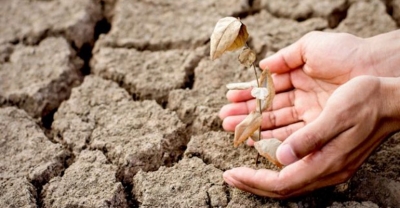 Pomoc suszowa ruszyła. Złóż wniosek