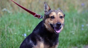 Thiago szuka domu[gallery]