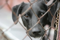 Pomóż bezdomnym zwierzakom