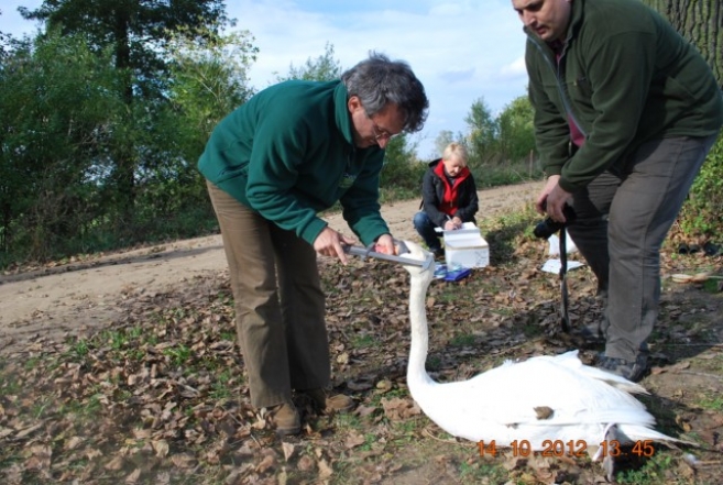 Łabędzie pod ochroną 
