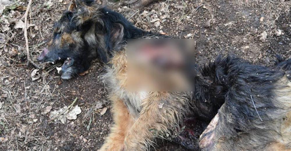 Bestialsko zabity pies