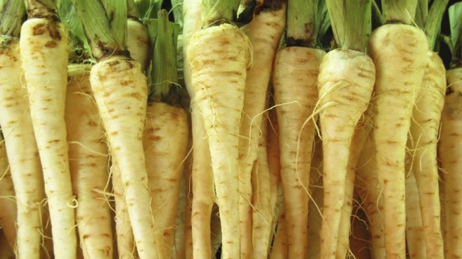 Pasternak wygląda i smakuje prawie tak samo, jak pietruszka