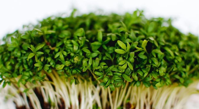 Rzeżucha – porcja zdrowia