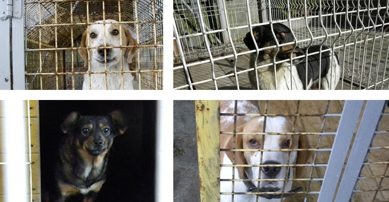 Psy nie zawsze bezpańskie